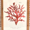 CUADRO CORAL MAR