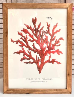 CUADRO CORAL MAR